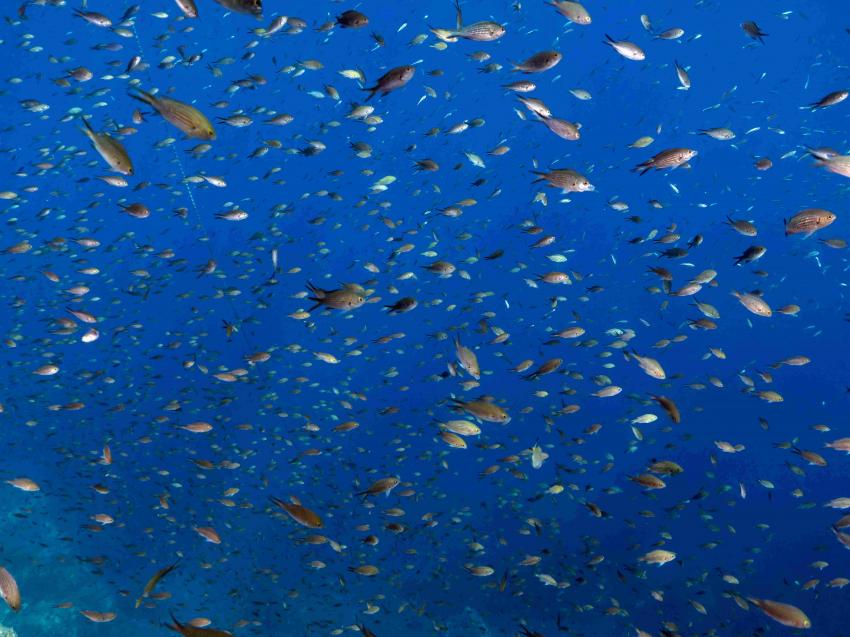 Mönchsfische bei Sece delle Formice, Mönchsfische, Capraia Diving, Italien, Elba