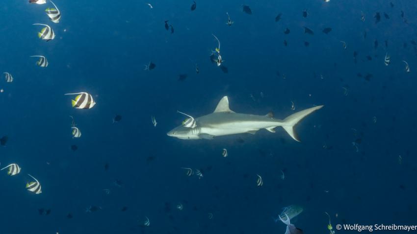 Grauer Riffhai (Carcharhinus amblyrhynchos) 