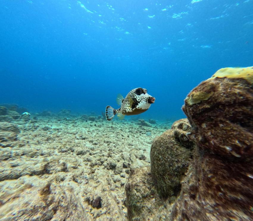 Curacao Divers (Sun Reef Village), Sint Michiel, Niederländische Antillen, Curaçao
