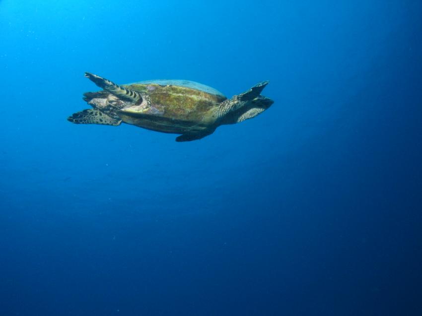 Embudu / Süd Male Atoll, Embudu,Malediven,Schildkröte