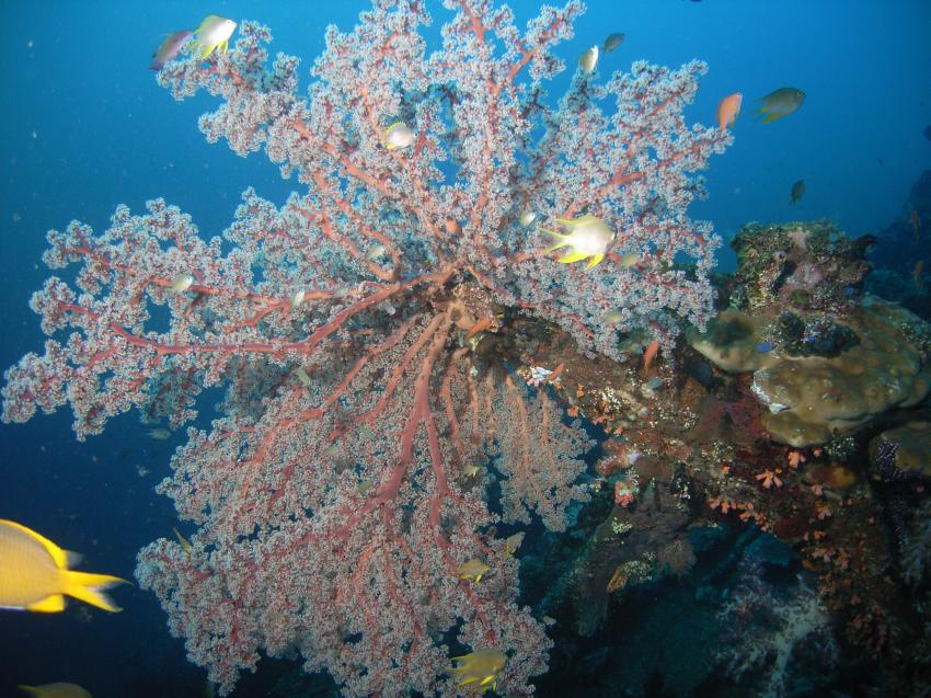 Urlaub 2010, Allgemein,Indonesien