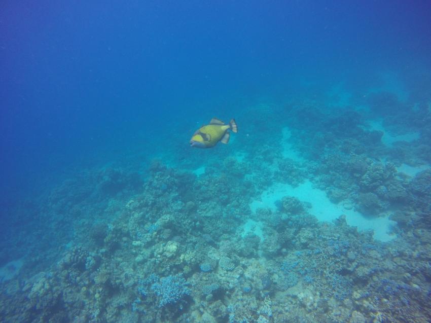 Riesen-Drückerfisch, Wonderful Dive, Akassia LTI & Calimera, Ägypten, El Quseir bis Port Ghalib