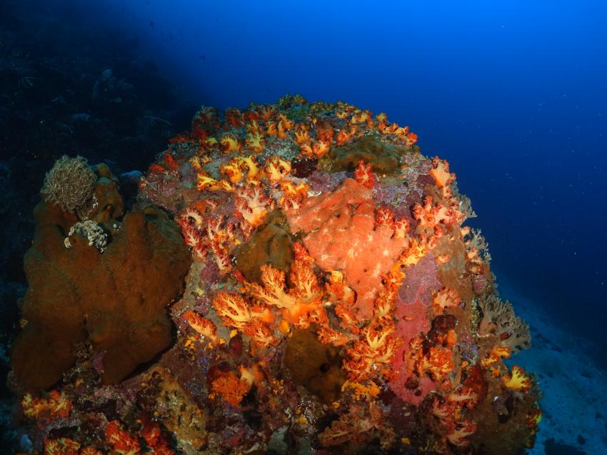 Sea Souls Diving Nord Sulawesi, Indonesien, Sulawesi