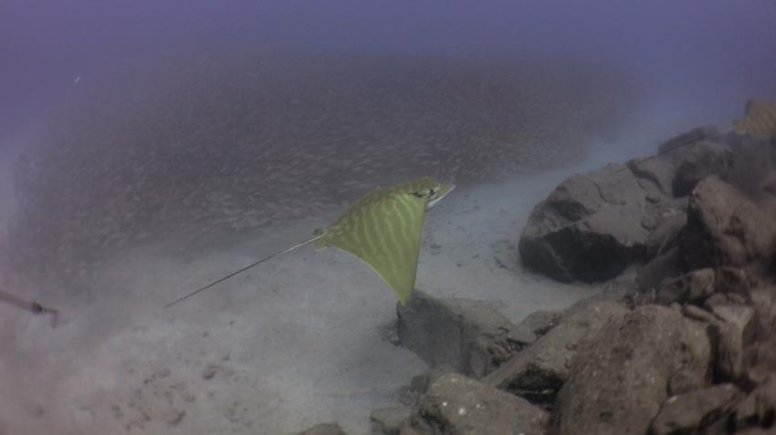 One Two Dive (12dive), Teneriffa, Spanien, Kanaren (Kanarische Inseln)