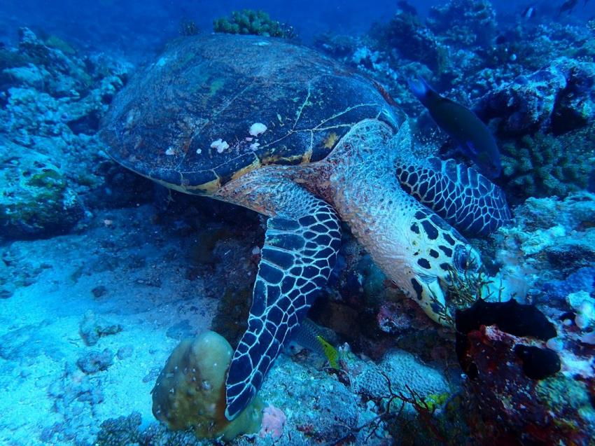 Turtle beim Korallenlunch, Vilu Reef, Süd Nilande Atoll, Sun Diving, Malediven