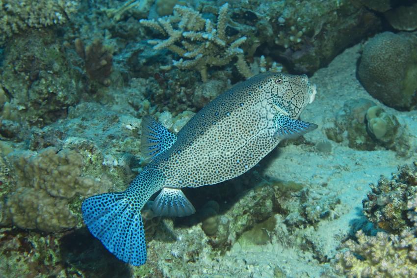 Gelbbrauner Kofferfisch, Extra Divers, Makadi Bay, Ägypten, Safaga