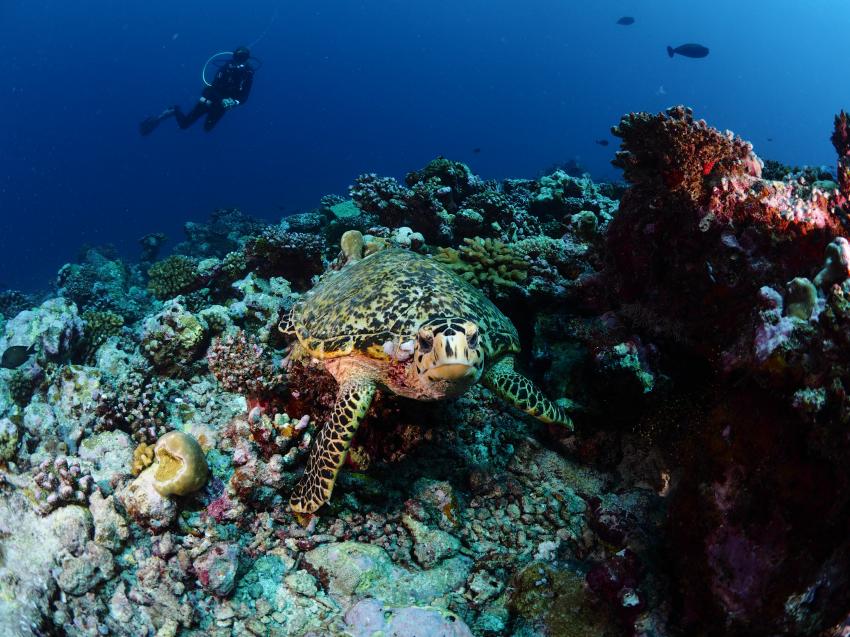 Euro-Divers Kagi, Malediven