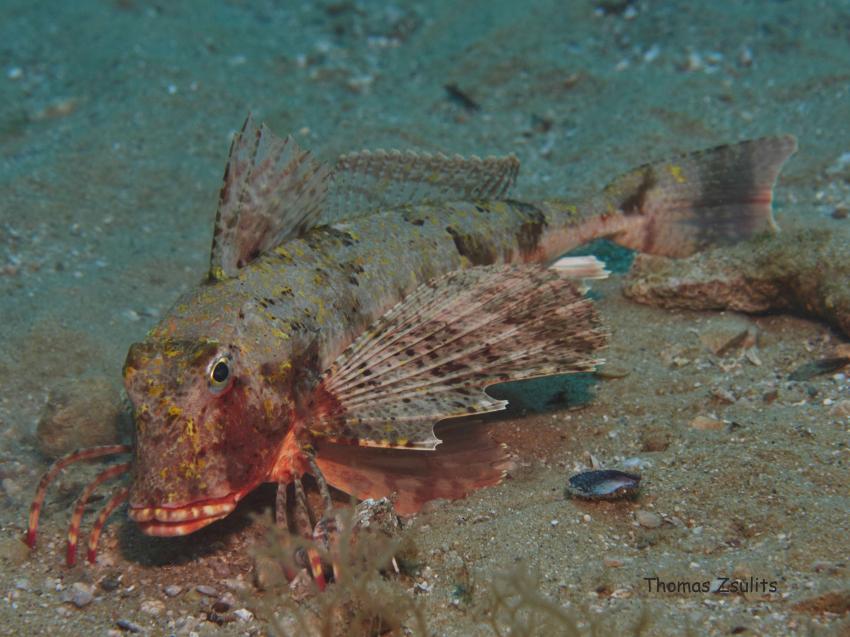 Knurrhahn, Knurrhahn, Triglidae, Styria-Guenis-Diving-Center, Insel Krk, Kroatien