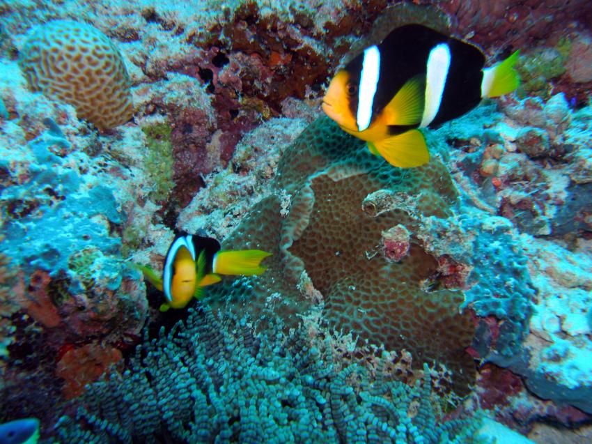 Fihalhohi, Fihalhohi (auch Fiha Llhoh) - Süd Male Atoll,Malediven,Anemonenfische