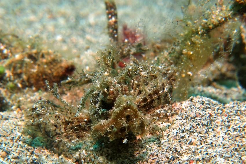 Ambon Scorpionfish, Celebes Divers Sulawesi - Onong Resort, Mapia Resort, Kuda Laut Boutique Dive Resort, Indonesien, Sulawesi
