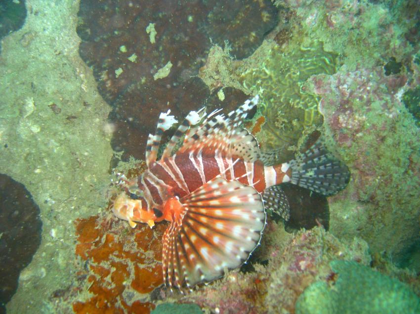 Armins Diveteam, Phuket