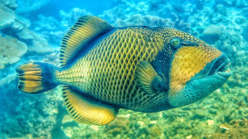 Wetzonedivers, Khao Lak, Thailand, Andamanensee