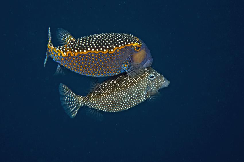 Ellaidhoo, Ari Atoll,Malediven,Weißpunkt-Kofferfische,Paarung,Ostracion meleagris