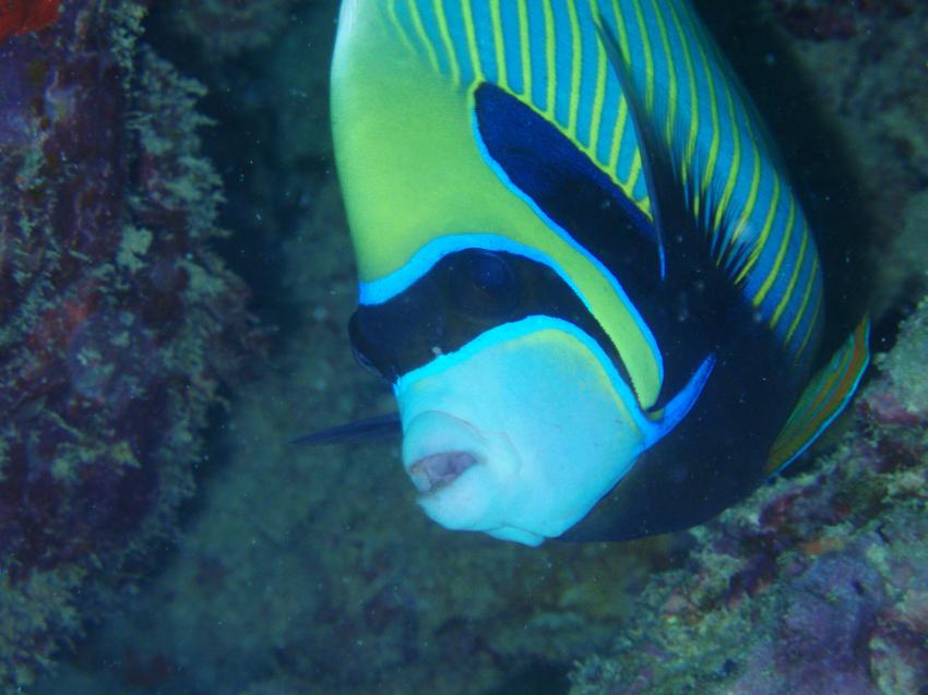 Mahe,Beau Vallon -Ocean Dream Divers, Mahé,Seychellen