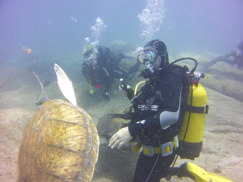 Schildkröten, Adeje Tauchclub Ocean Trek, Teneriffa, Spanien, Kanaren (Kanarische Inseln)
