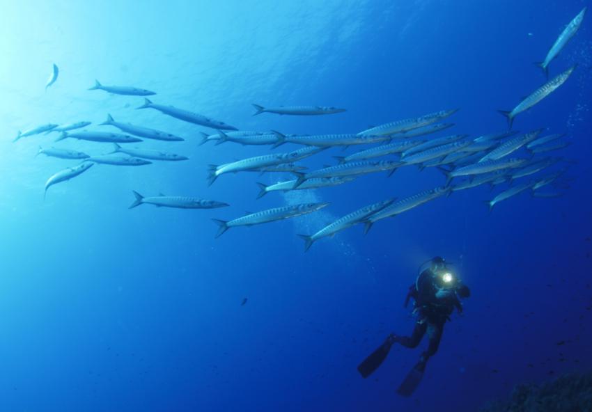 La Perla Nera Diving  Ustica, Italien