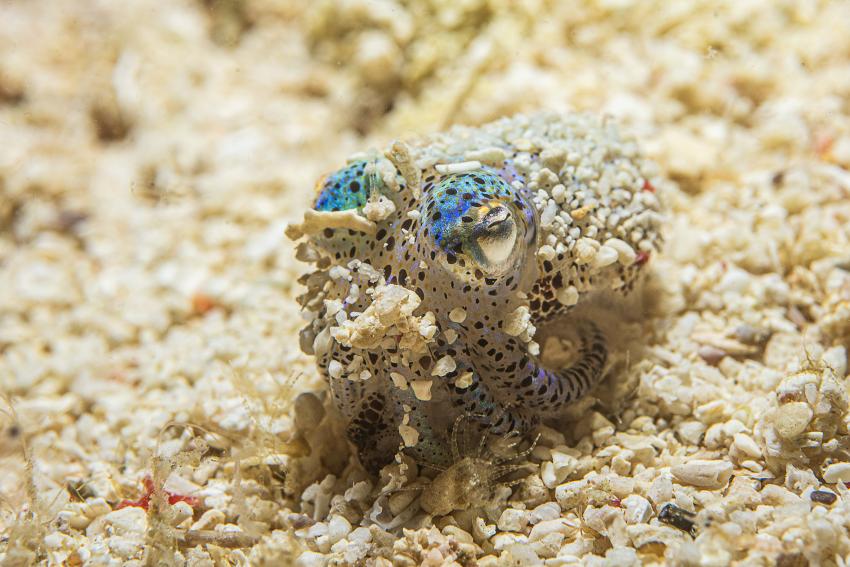 Magic Oceans Dive Resort, Anda - Bohol, Philippinen