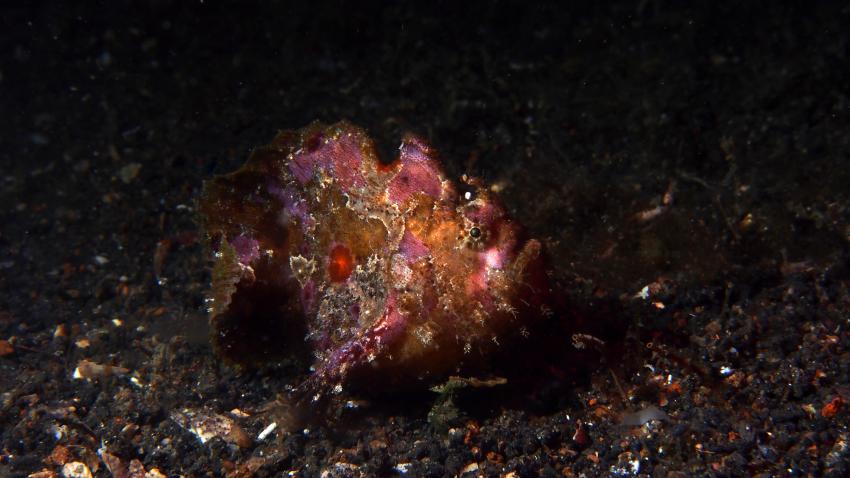 Frogfishmania Part 3, Lembeh Strait,Nord Sulawesi,Indonesien,Anglerfisch,Frogfisch