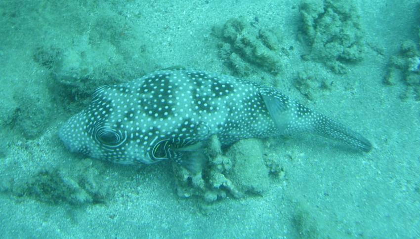 Kofferfisch, Deep Ocean Blue Diving Center, Ägypten, El Quseir bis Port Ghalib