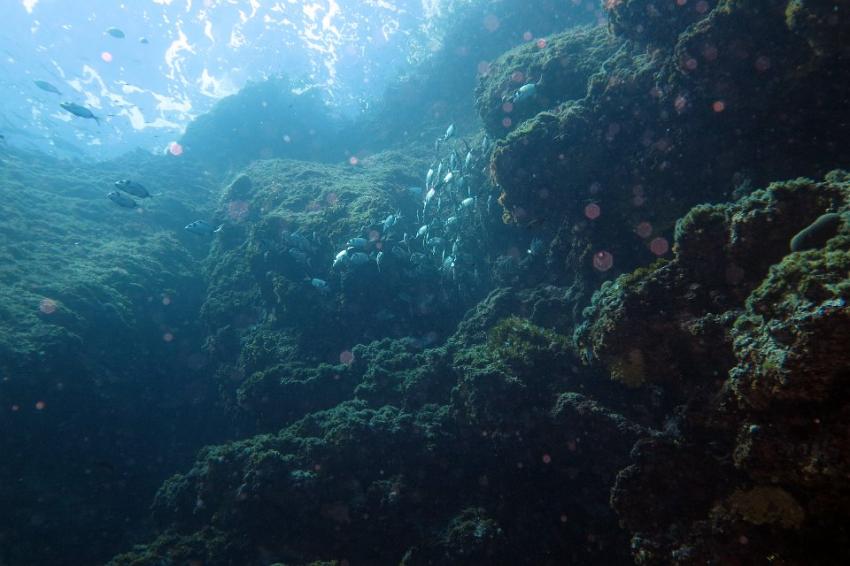 Mafaia Bay Insel Krk, Krk,Tauchplätze um-,Kroatien