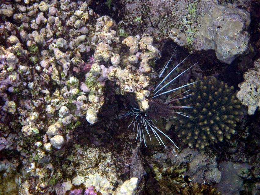 Sharm el Sheikh - Nabq - Three Corners, Three Corners,Sharm el Sheikh,Ägypten