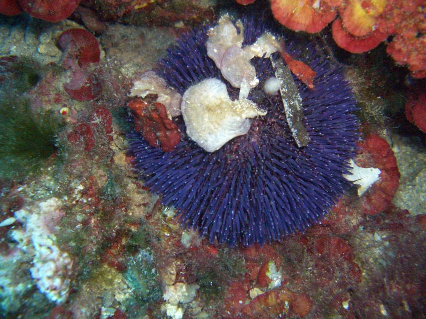 Ibiza ,San Antonio. El Mundo de Buceo, Ibiza,San Antonio,Spanien