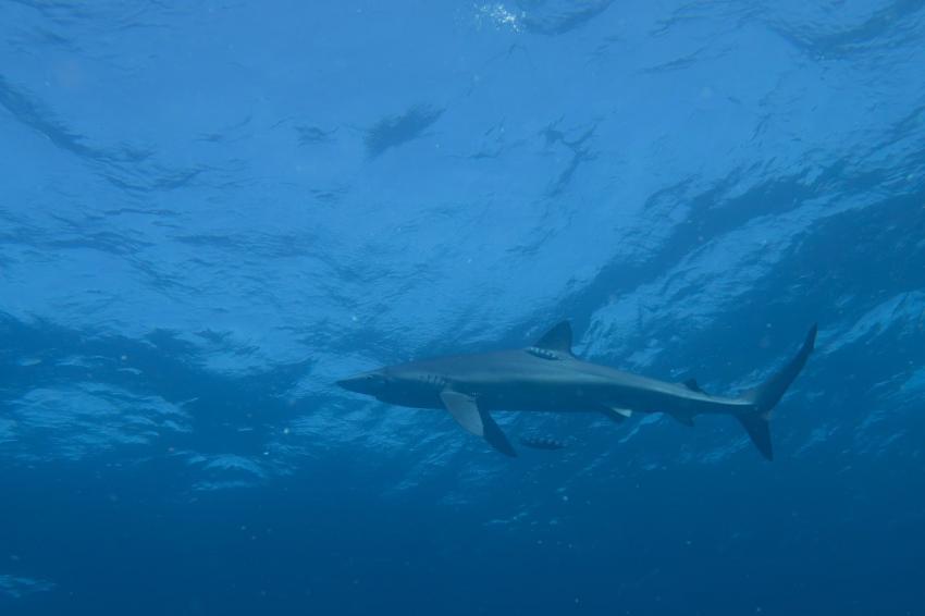 South Coast Diving Co., Margate, Südafrika