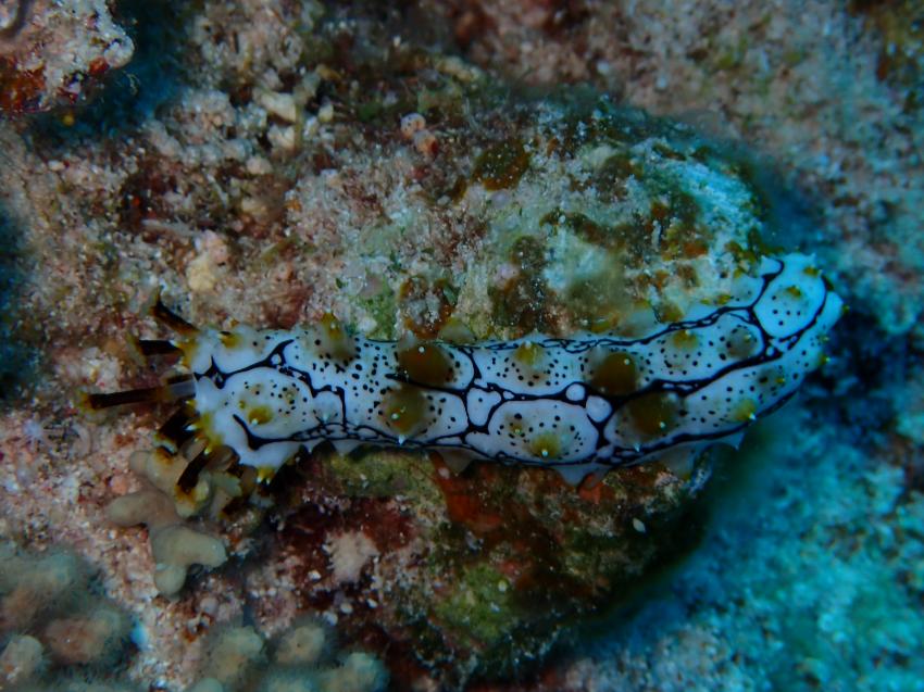 Atlantik Diving Center, Ägypten, El Quseir bis Port Ghalib