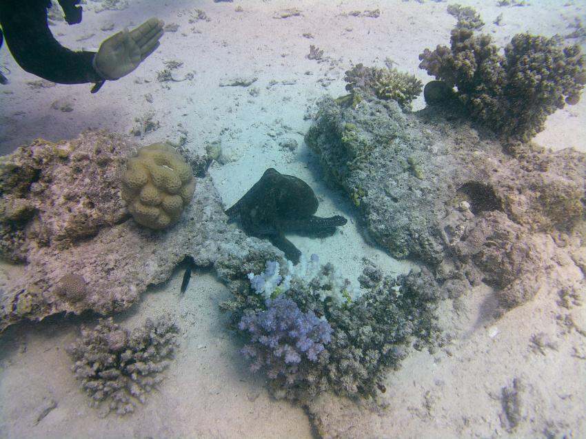 Blue Aqua - German Diving Center, Ägypten, Safaga