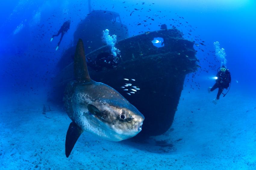 Mondfisch, Extra Divers - Gozo, Malta, Gozo