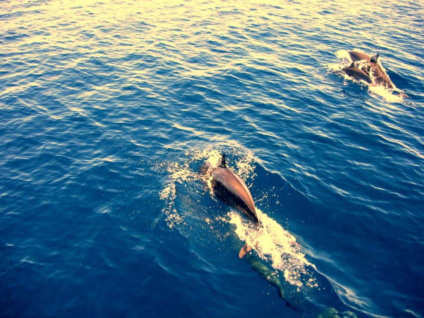 Delfine beim Springen