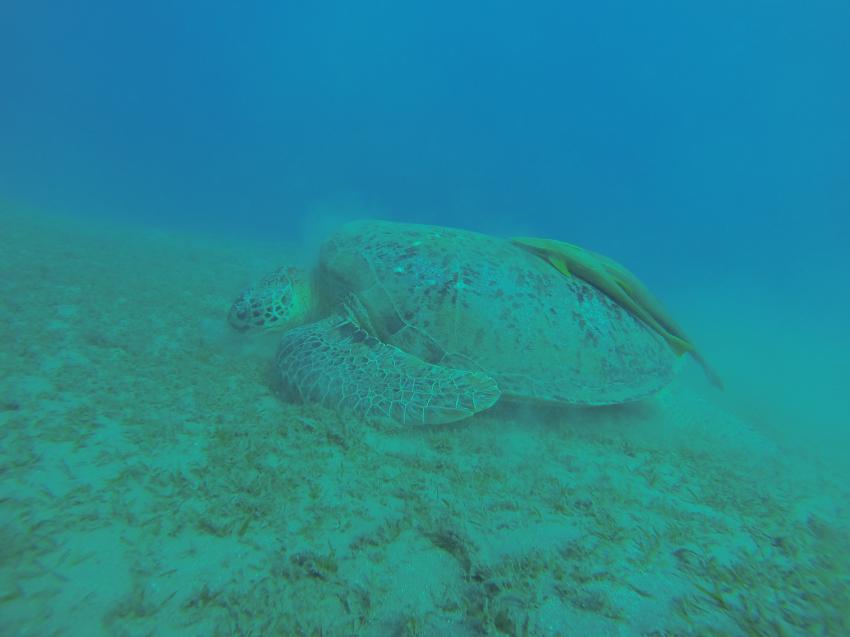 Schildkröte in der Hausbucht Abu Dabab, diving.DE Abu Dabab, El Malikia Resort, Ägypten, Marsa Alam und südlich