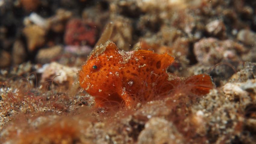 Frogfishmania Part 3, Lembeh Strait,Nord Sulawesi,Indonesien,Anglerfisch,Frogfisch