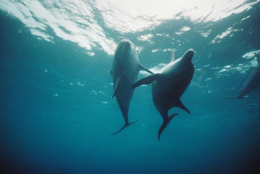 Mikurajima, Mikurajima,Japan,Delfine,bei Paarung,Cetacea