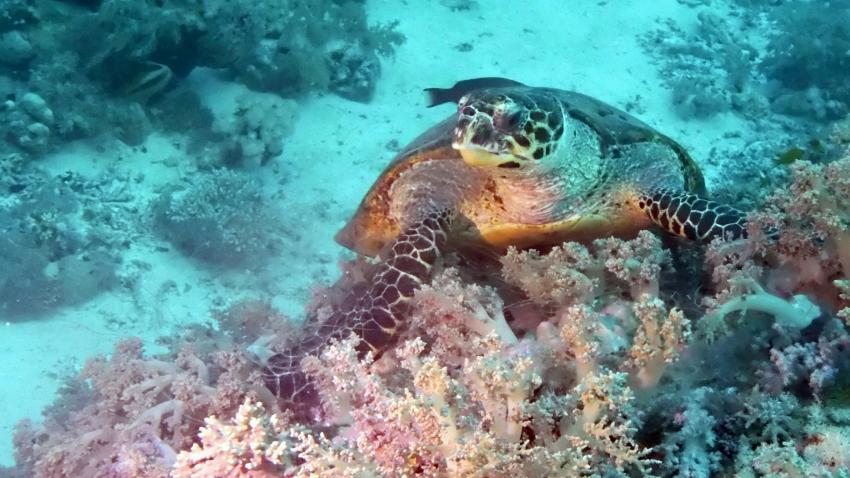 M/Y Independence II, Ägypten