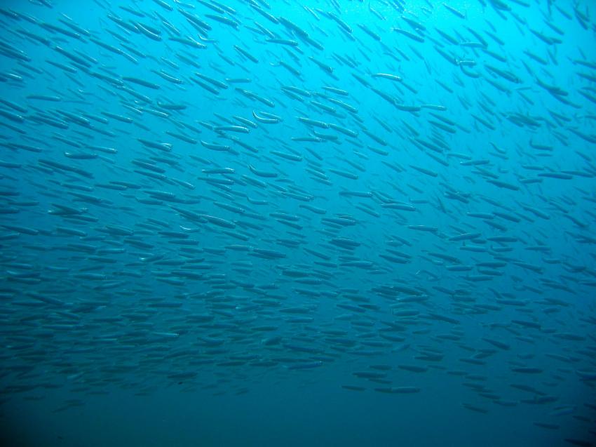 Jandia, Kleines Muränenriff Juni 2007, Fuerteventura Jandia - Kleines Muränenriff,Spanien