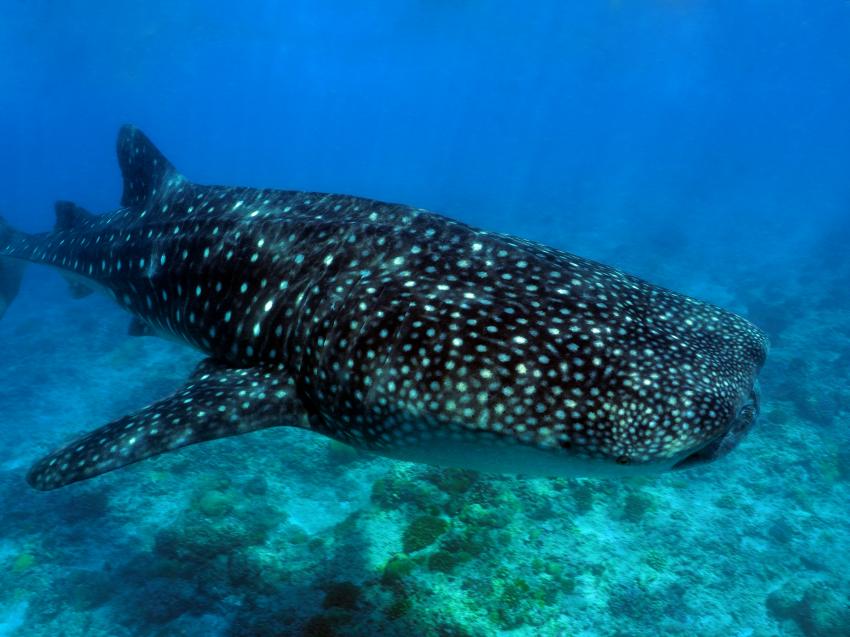 Big Fish, Walhai, Whaleshark, Süd-Arie Atoll, Ari Atoll, Malediven