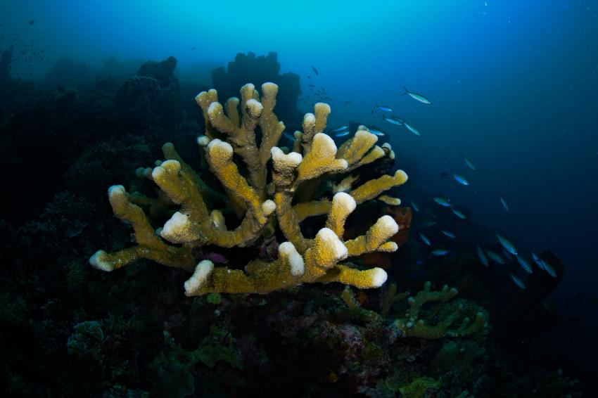 Geweihkoralle mit Fischschwarm, coral diving coral reef, Lavana Dive & Nature Resort, Pulau Unauna, Indonesien, Sulawesi