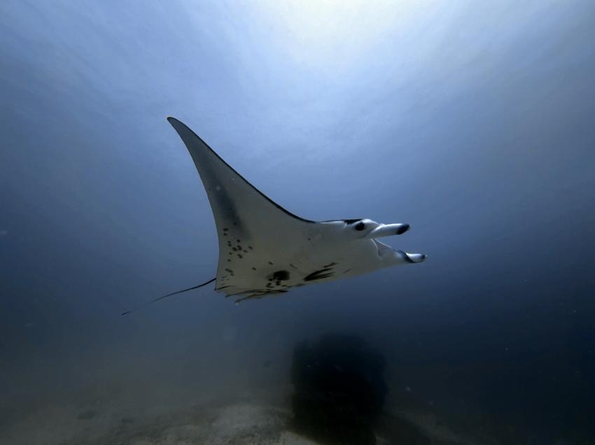 Raja Ampat Dive Lodge  - RADL, Indonesien
