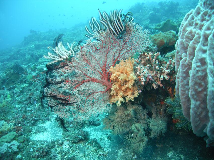 Urlaub 2010, Allgemein,Indonesien