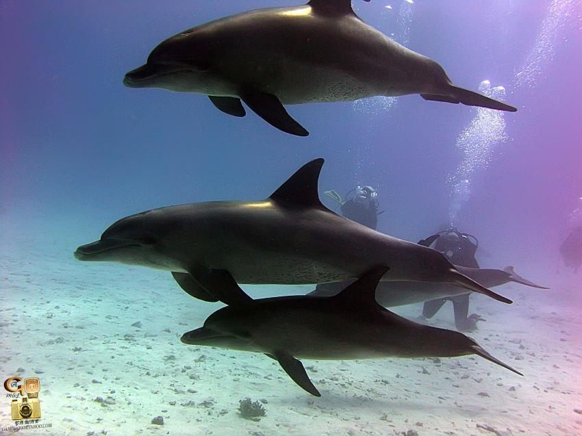 Scuba World Divers Soma Bay_9, Tauchen Ägypten Soma Bay, Scuba World Divers Soma Bay, Caribbean World Resort, Ägypten, Safaga