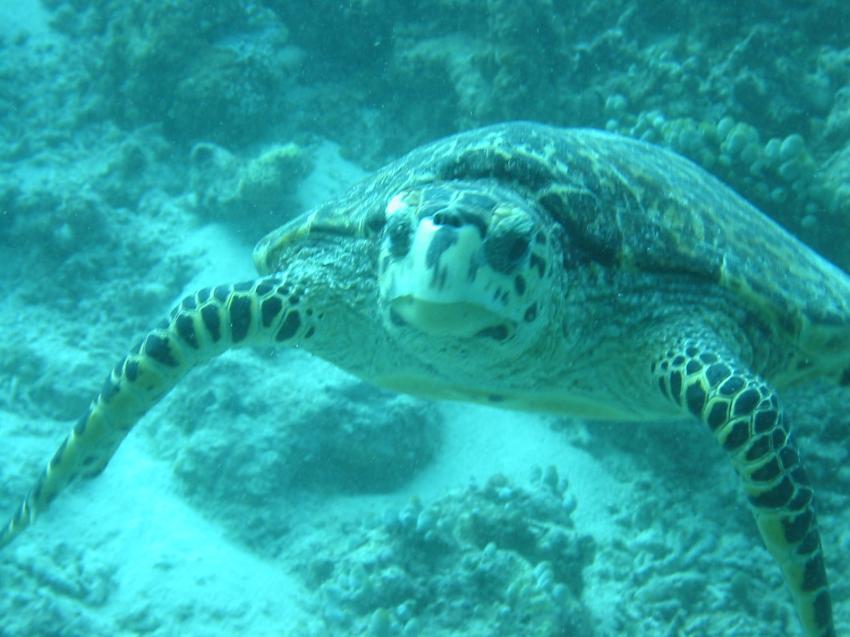 Velidhu (Nord Ari Atoll), Velidhu,Malediven,Schildkröte,grün