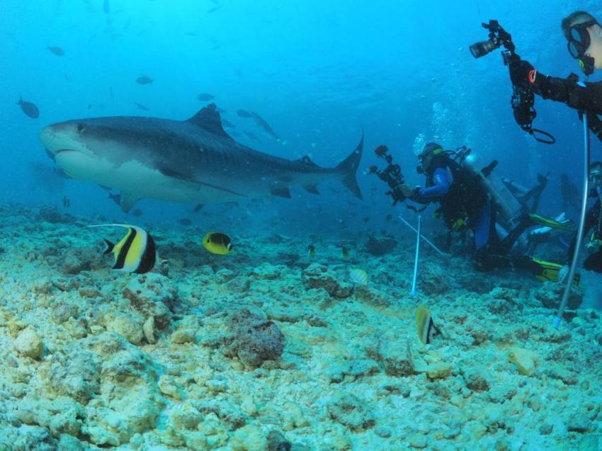 TIGER SHARKS PARADISE, #divepointfuvahmulah #divewithfriends #tigersharks #fuvahmuklah #divelocal #malediven, DivePoint Fuvahmulah, Malediven