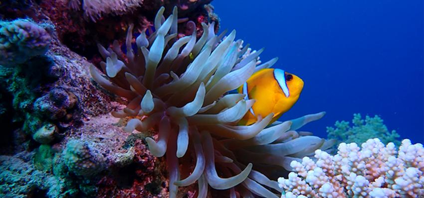 Anemone mit Clownfish, Tauchen Sharm el Sheikh, Story Divers, Sharm el Sheikh, Ägypten, Sinai-Süd bis Nabq