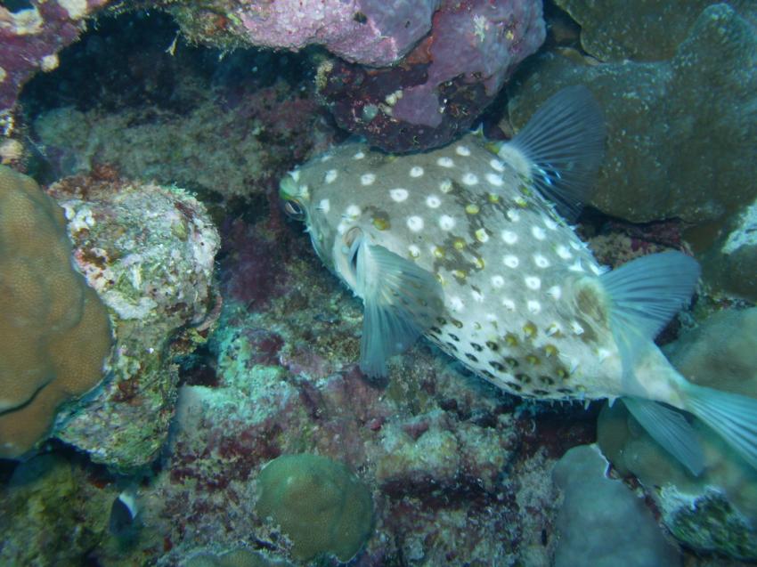 Igelfisch, Deep Ocean Blue Diving Center, Ägypten, El Quseir bis Port Ghalib