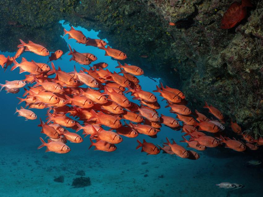 Eco Dive School Cabo Verde, Sal, Kap Verde