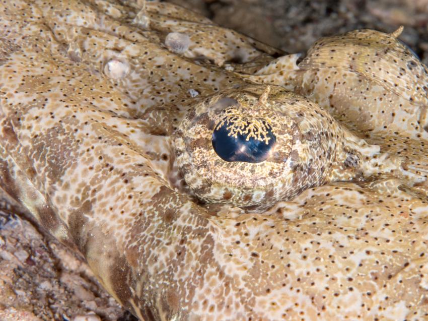Auge vom Krokodilfisch, Extra Divers - Mövenpick Resort, El Quseir, Ägypten, El Quseir bis Port Ghalib