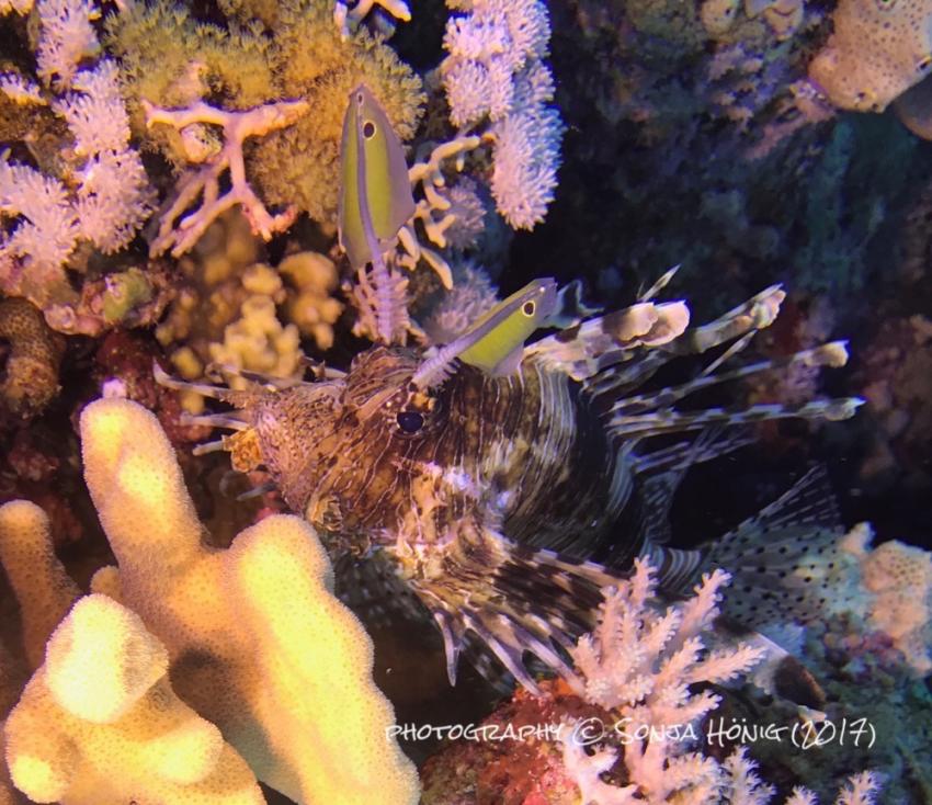 Lionfish, diving.de abu dabab, diving.DE Abu Dabab, El Malikia Resort, Ägypten, Marsa Alam und südlich