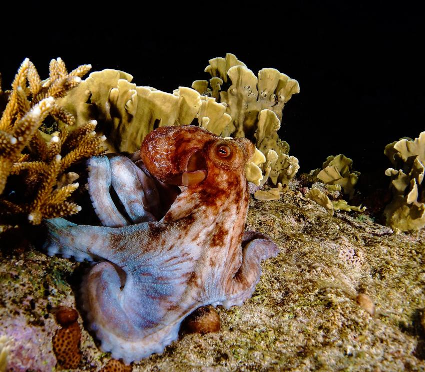 Oktopus beim Nachttauchgang, Nachttauchen, Lagun Blou Dive, Niederländische Antillen, Curaçao