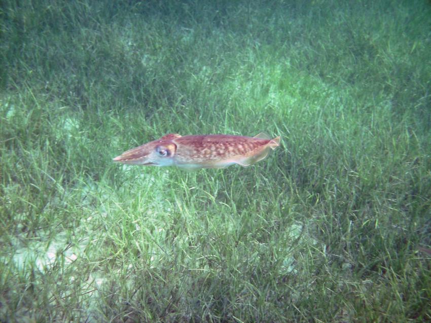 Halkidiki - Athos, Halkidiki - Athos,Griechenland